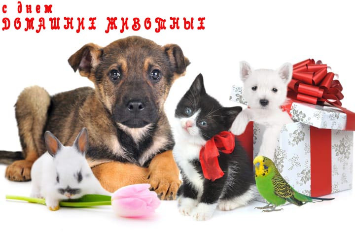 Поздравительная открытка с всемирным днем домашних животных
