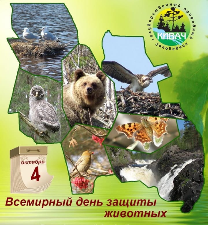 Поздравительная открытка с всемирным днем животных