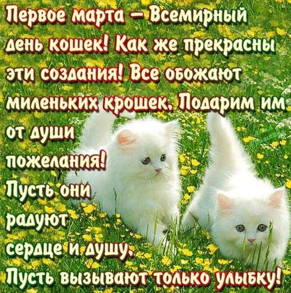 Поздравительная открытка с международным днем кошек