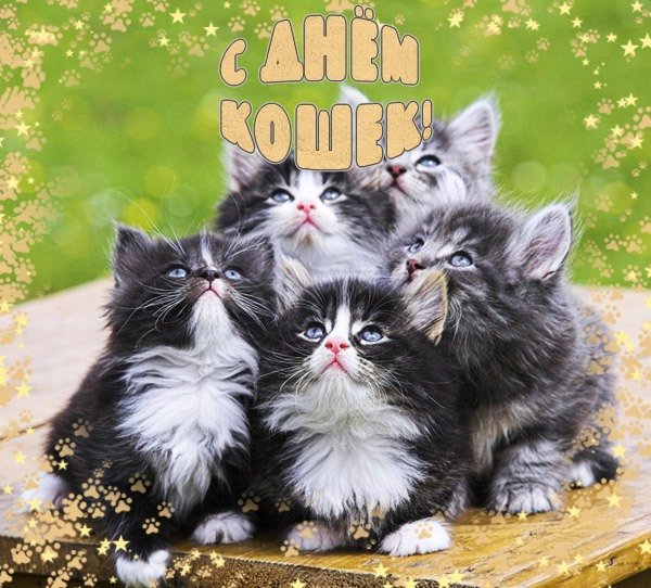 Поздравительная открытка с днем кошек
