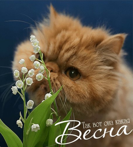 Поздравительная открытка с днем кошек